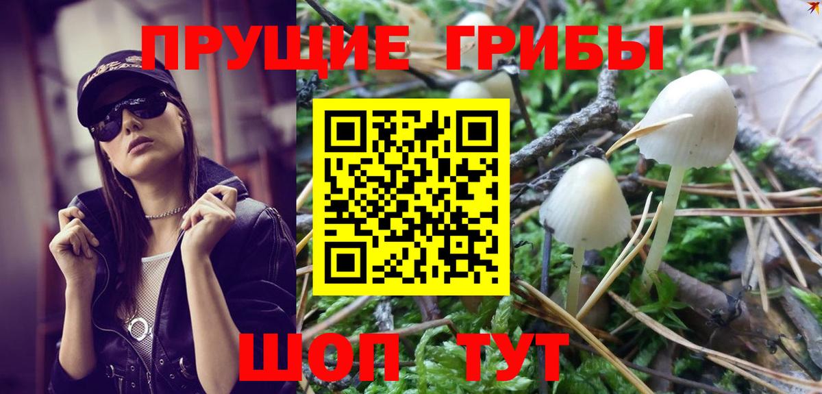 Галлюциногенные грибы Psilocybe Дятьково
